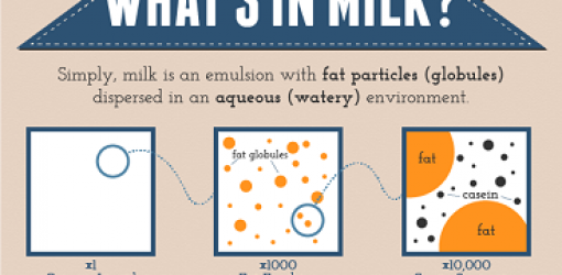 Milk Infographic