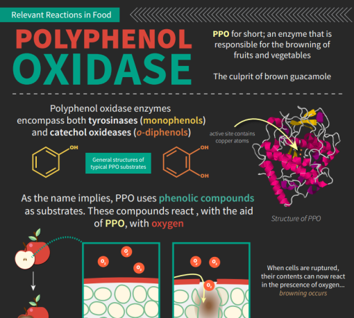 Polyphenol Oxidase
